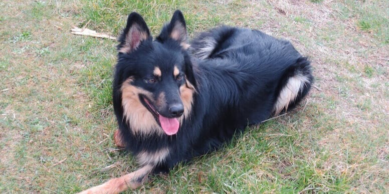 Cani estinti le 12 razze o in via di estinzione